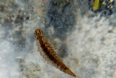natuurstudie/milieu: Wateronderzoek