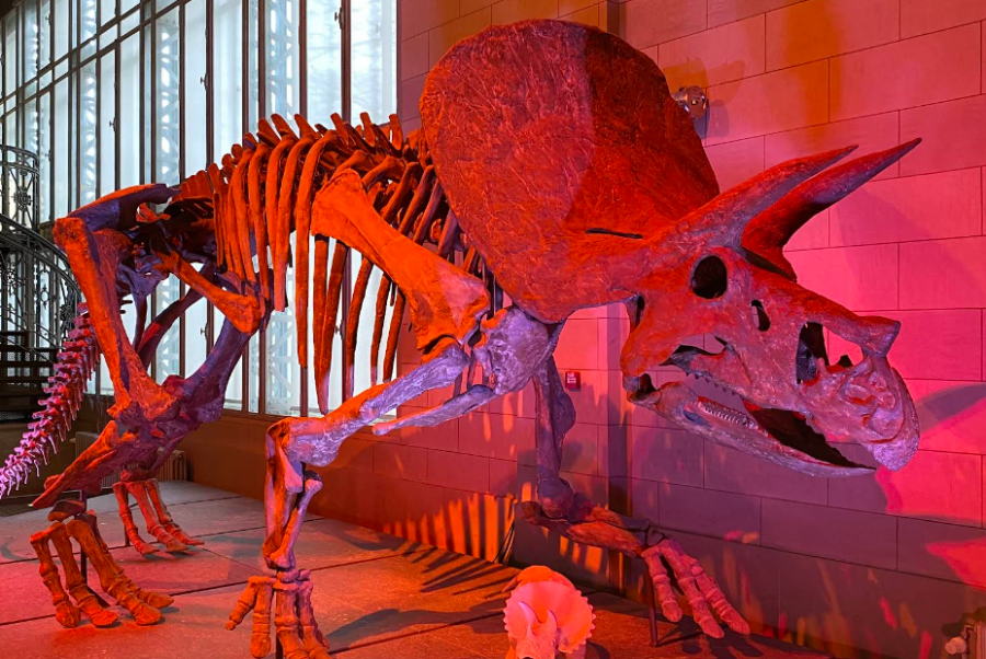 Uitstap naar het dinomuseum