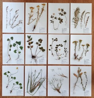 herbarium