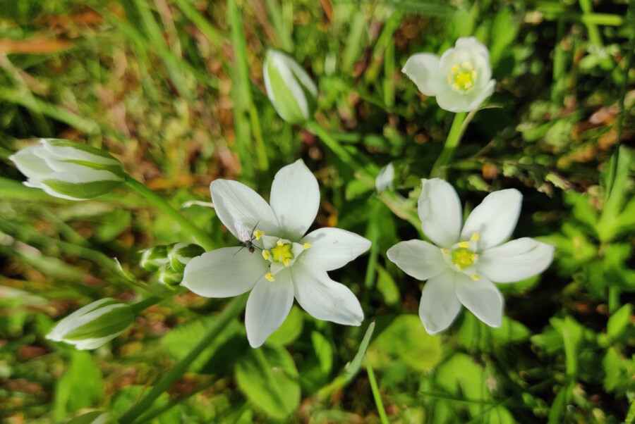 Op speurtocht naar de wonderschone voorjaarsbloeiers