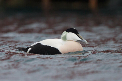 Common_Eider_(Somateria_mollissima)_(13668031204)