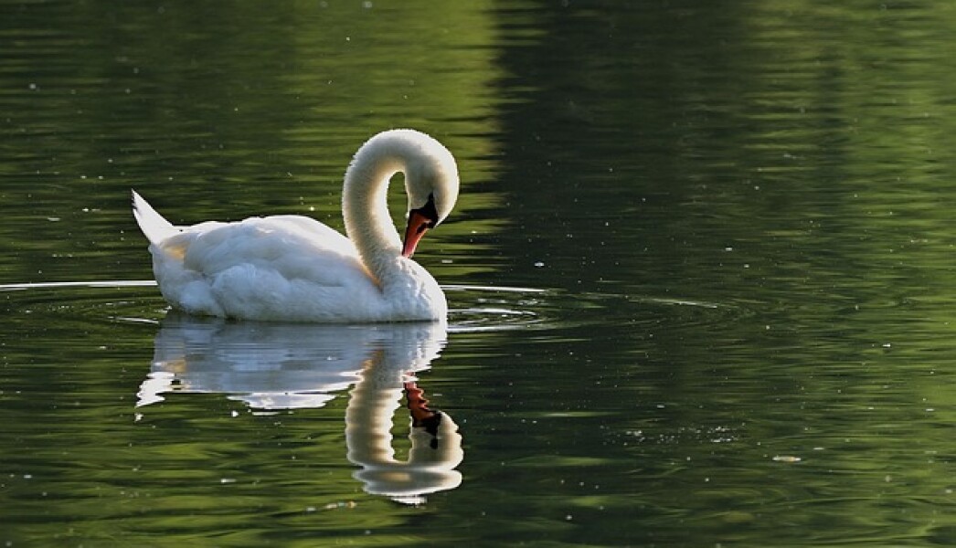 swan-7355432_640 (1)