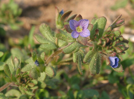 1280px-Veronica_triphyllos_3_RF