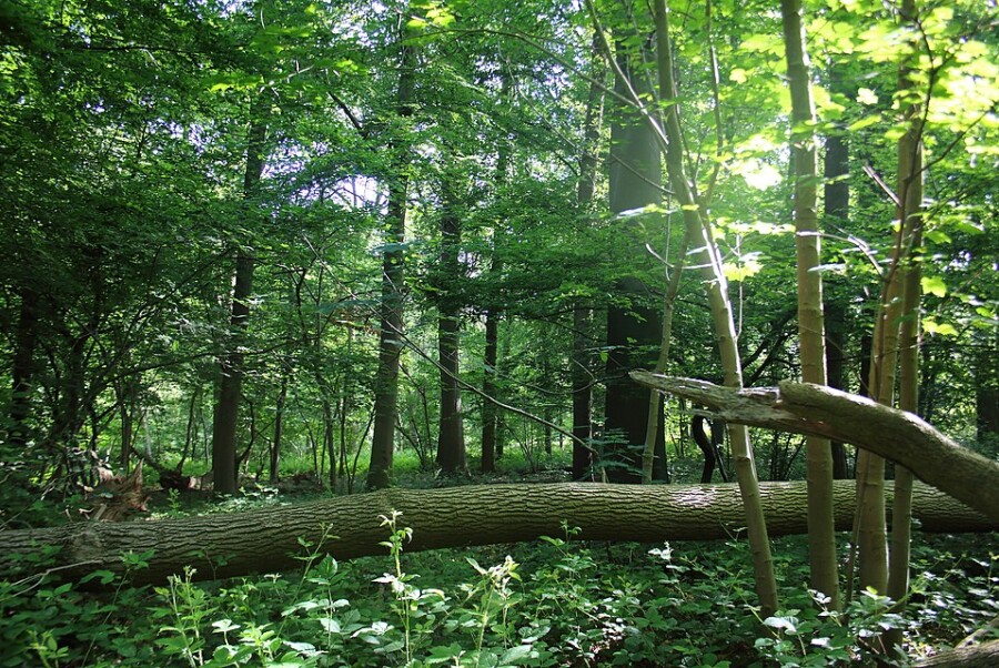 BeheerBerenWeekend ft. Zottegem, Ni-Ger & Land van Aalst