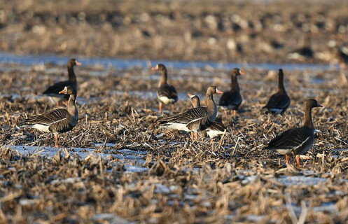 Greater_White-fronted_Goose_-_51898084101