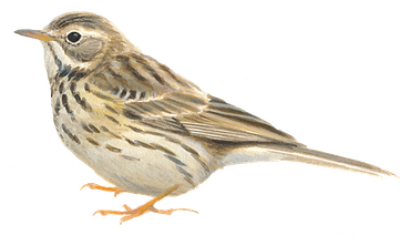 Stop inschrijvingen graspiepers