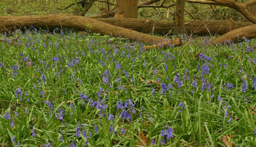 boshyacint-gunther-groenez