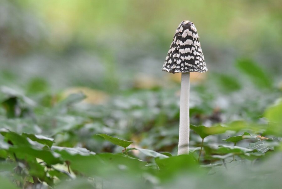 Op een grote paddenstoel