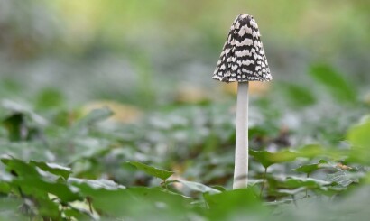 Op een grote paddenstoel