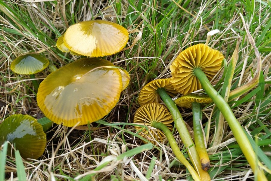 Excursie: Wasplaten in 't Vossenhol