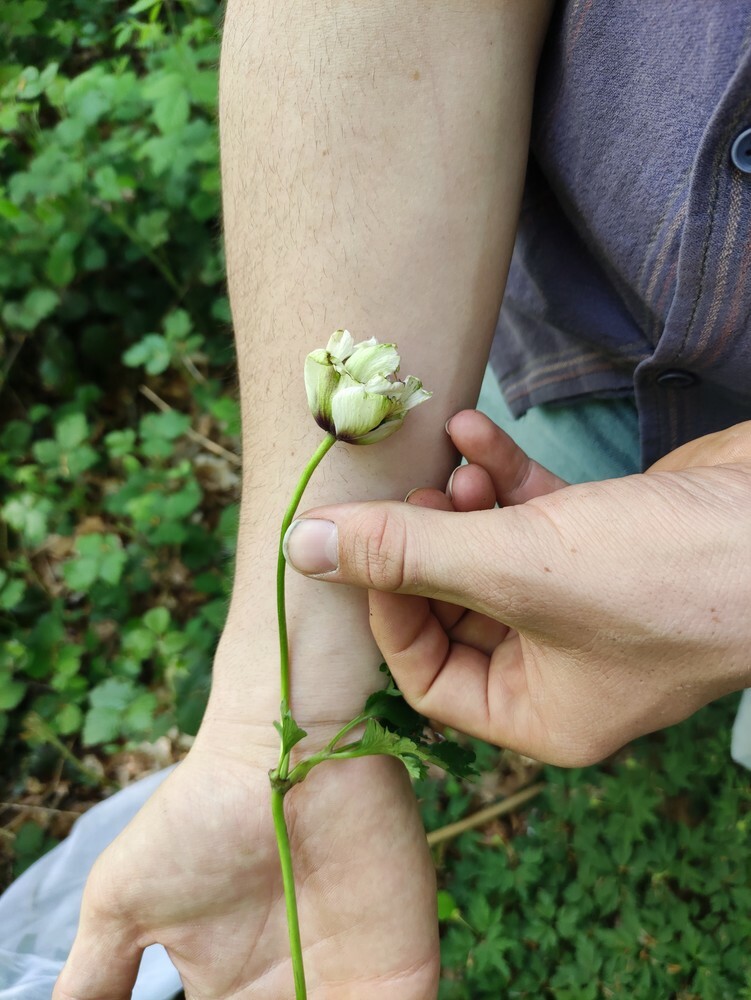 Physoderma_deformans