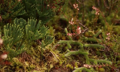 Plantenwerkgroep JNM: Alle wolfsklauwen van België spotten!