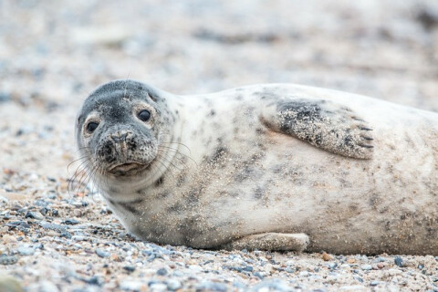 grey-seal-3281160_640