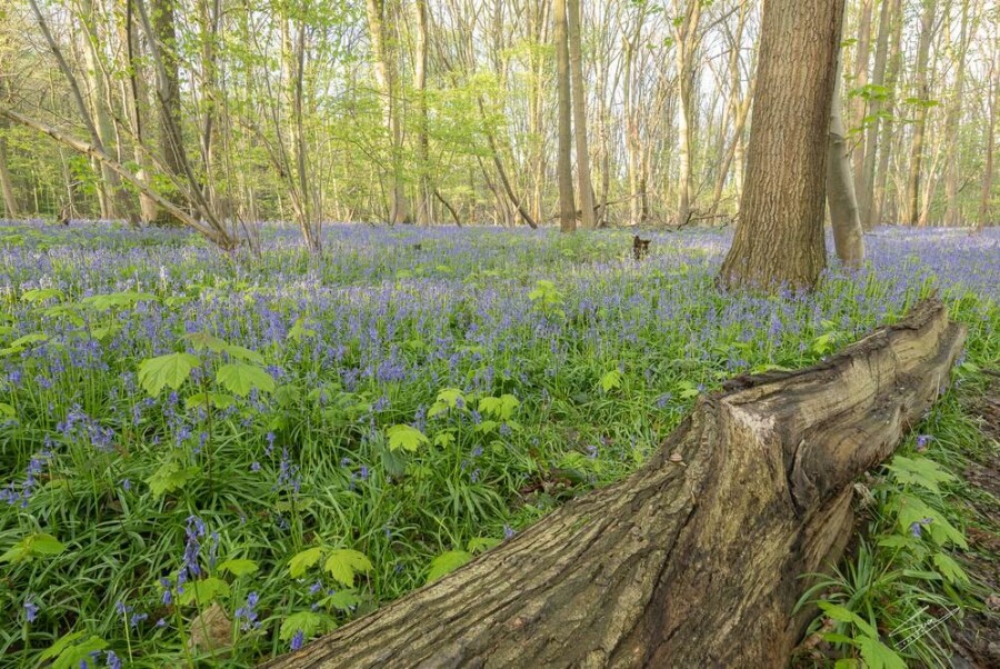 Voorjaarsbloemen in het Raspaillebos