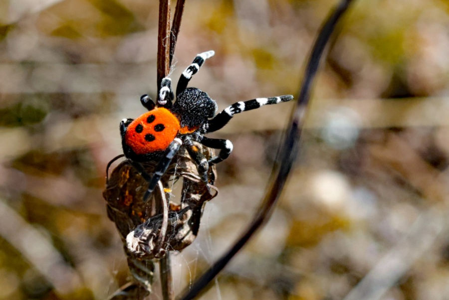 Spinnetjes in het zand