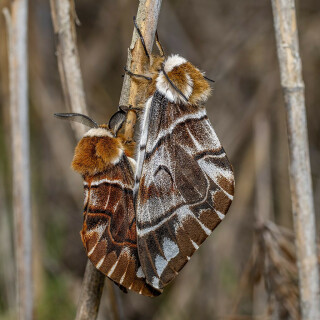 EL_foto,_Eimar_Kull_-_PILT6519_kasekirilased