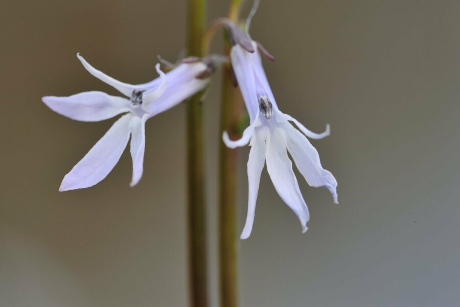 Plantenwerkgroep JNM: Zure zaken en kabouterflora in het Turnhouts Vennengebied