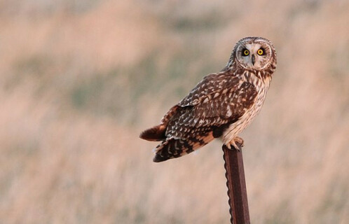 Short-eared_Owl_Huron_Wetland_Management_District_(51720220328)