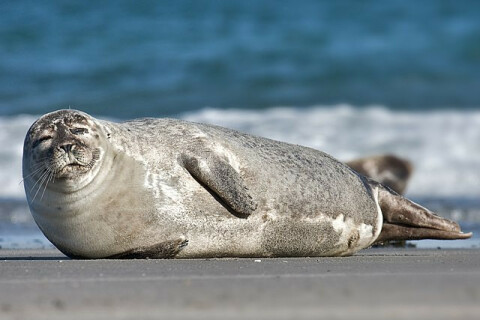 Common_Seal_Phoca_vitulina