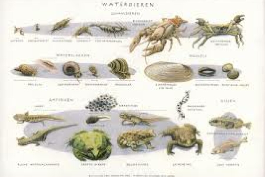 Waterdiertjes en vlinders