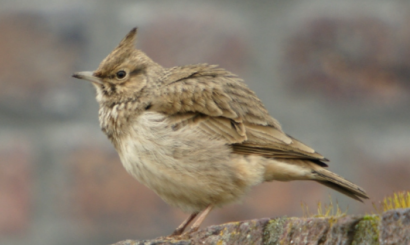 Groot red de vogels spel