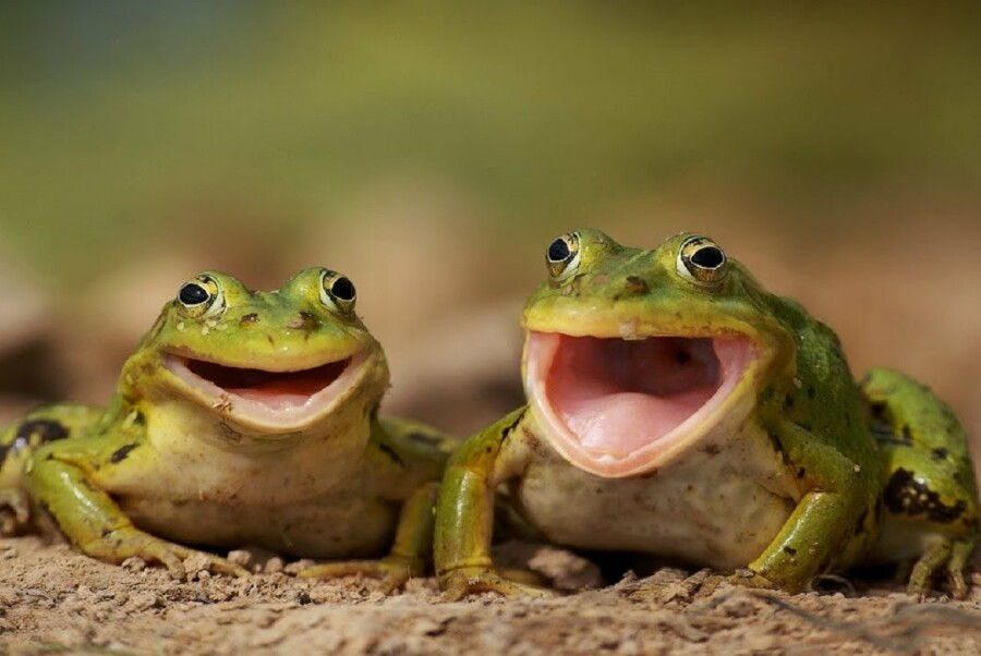 Pieper Dierenkampioenschap