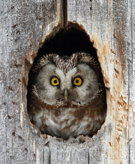 848px-Tengmalm's_owl_(Aegolius_funereus)