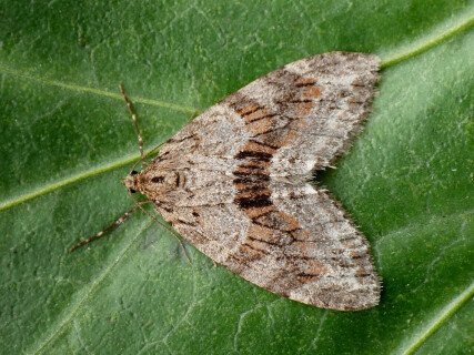 Trichopteryx_polycommata