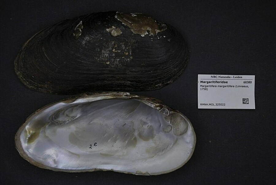 Vibe: snorkelexcursie