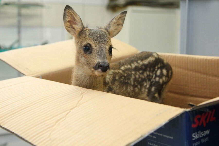 Bezoek aan het natuurhulpcentrum