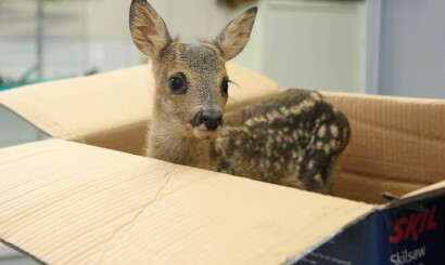 Bezoek aan het natuurhulpcentrum