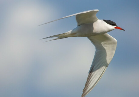 common-tern-5177158_640