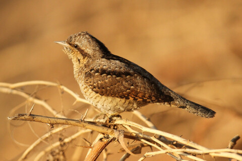 1621px-Northern_wryneck_by_David_Raju_(cropped)