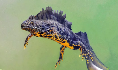 Op zoek naar de waterdraak