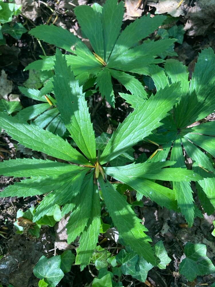 VRRANGWORTEL