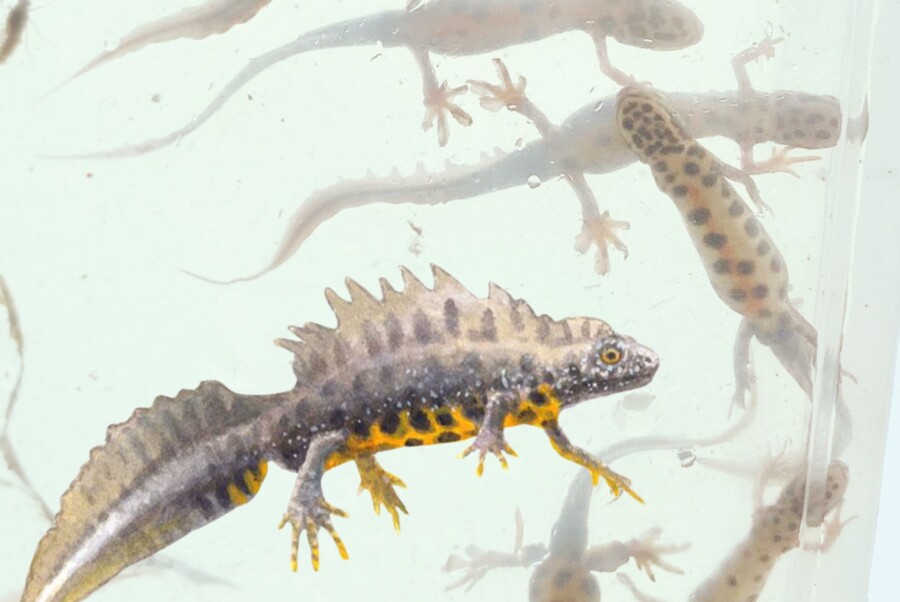 Op zoek naar de waterdraak