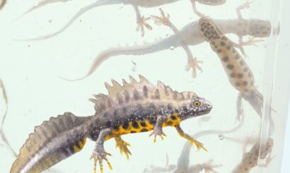 Op zoek naar de waterdraak