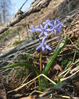 861px-Scilla_bifolia_070406