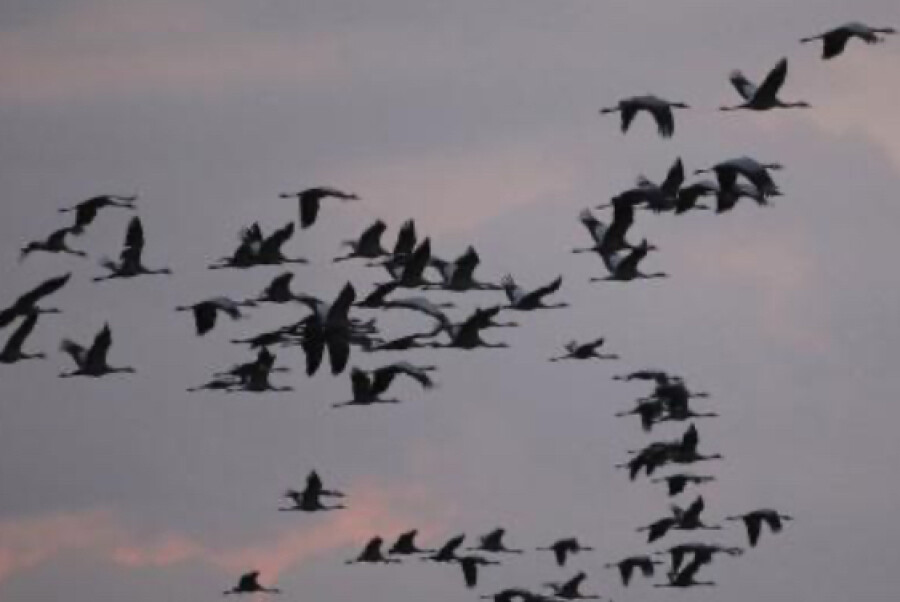 Trekvogels… in vogelvlucht