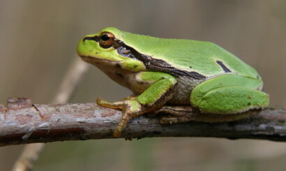 HupHollandHuPre-AV 25