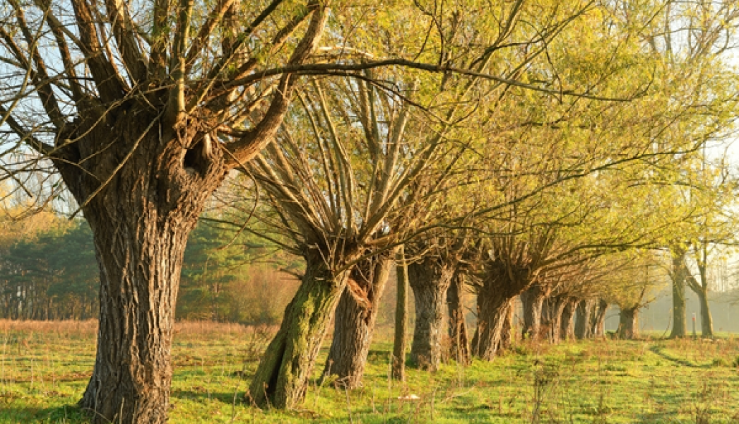 vilda-150194-knotwilgen-yves-adams-800-px-55804