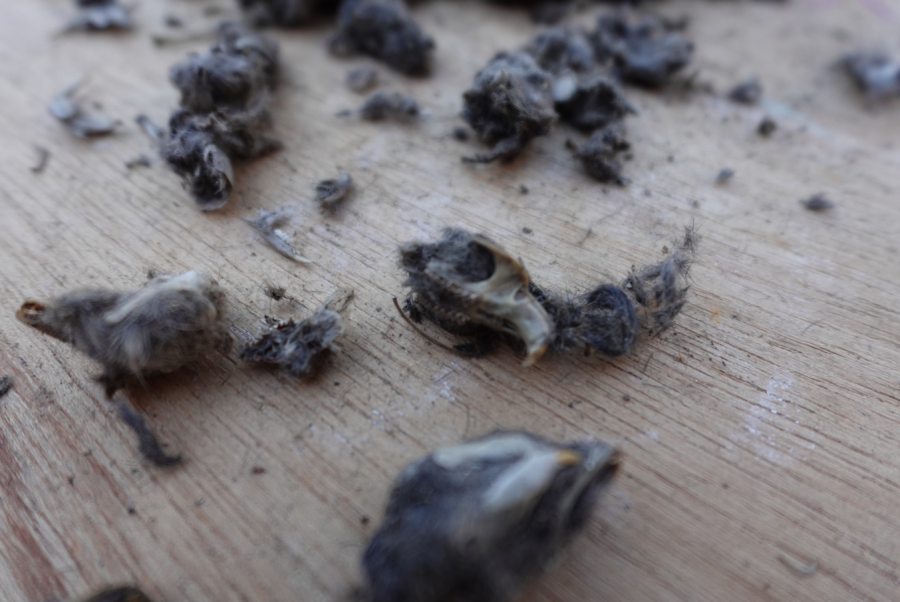 Pluis, pluis, skeletjes pluizen uit braakballen