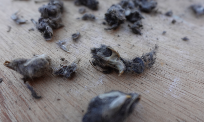 Pluis, pluis, skeletjes pluizen uit braakballen